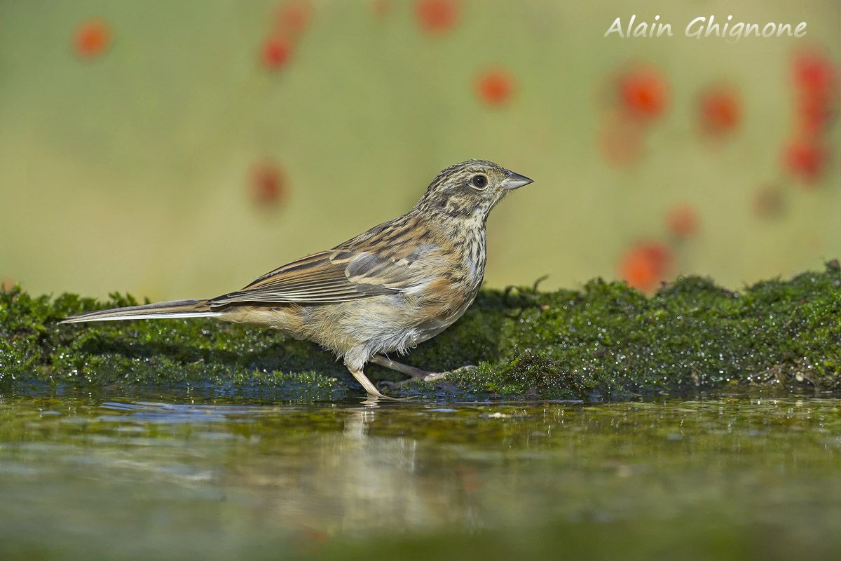 zigolo in cerca di identificazione